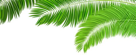 palm branches clip art   cliparts  images  clipground