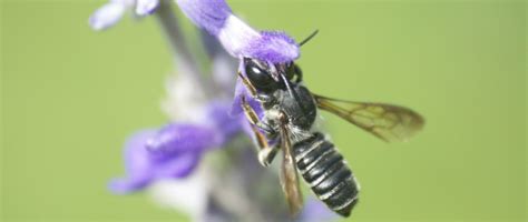 Tpwd Native Pollinators And Private Lands Native Bee Needs