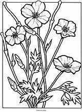 Coloring Pages Wildflowers Poppy Flowers California Wild Flower Drawing Wildflower Book Color Sheets Adult Stained Glass Printable Kids Colouring Adults sketch template