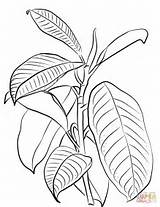 Rubber Plant Coloring Tree Ficus Indian Pages Elastica Sketch Drawing Facts Printable sketch template