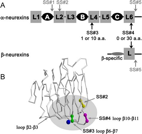 regulation of neurexin 1β tertiary structure and ligand binding through