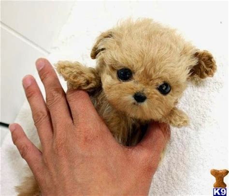 top  smallest dog breeds cuttie dogs pinterest dog breeds  dog