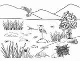 Wetland Ecosystems Exploringnature sketch template
