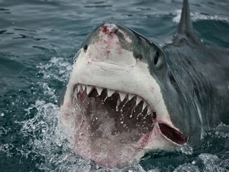 great white sharks  glare   sun  hunt  prey video ibtimes uk