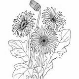 Flores Exoticas Daisy Coloreadas Manualidades Imagui Laminas Padres Drawing Exóticas sketch template