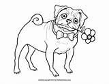 Pug Pugs Dog Doug Cute Colouring Mops Coloriages Puppies Carlins Bulldog Elan Malvorlagen sketch template