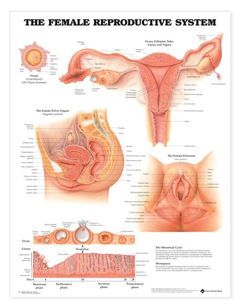 The 25 Best Reproductive System Ideas On Pinterest