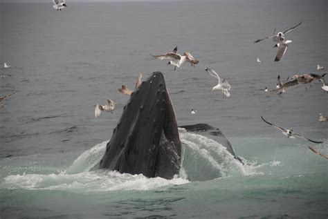 feeding humpback whale image id  image abyss