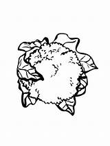 Coloring Pages Cauliflower Vegetables Recommended Kleurplaat sketch template