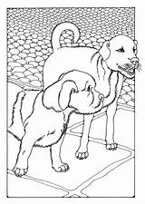 Perros Dibujo Honden Cani Due Kleurplaat Malvorlage Coloriage Chiens Grandes Stampare Kleurplaten Ausmalbilder Grande Printen Educolor Abbildung Große Herunterladen Téléchargez sketch template