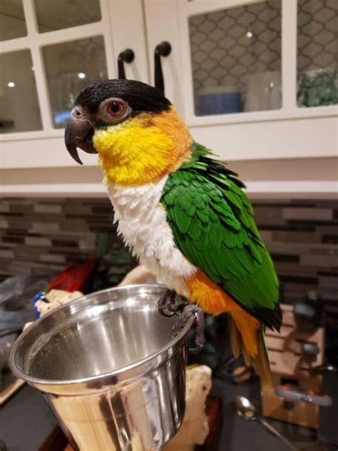 loving black headed caique    single person  experience birdline canada