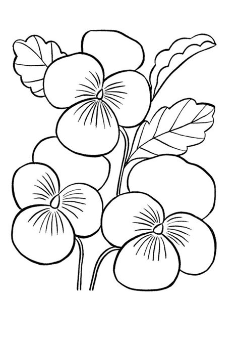 coloring pages  orchid flower coloring pages