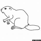 Coloring Gopher Beaver Pages Animals General Thecolor 560px 11kb sketch template