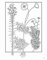 Herbs Coloring Medicinal Elegant Plants Book Zoom Click sketch template