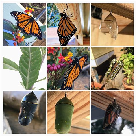 the monarch butterfly life cycle homeschool fridays