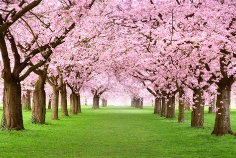 cherry trees  grow   south gardeners path