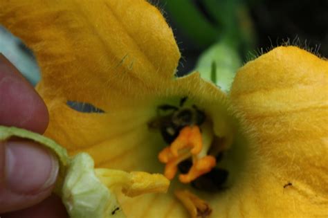 Hand Pollination — The Soffritto