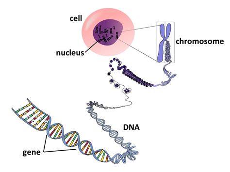 [diagram] Genetics Diagram Genes Dna Mydiagram Online