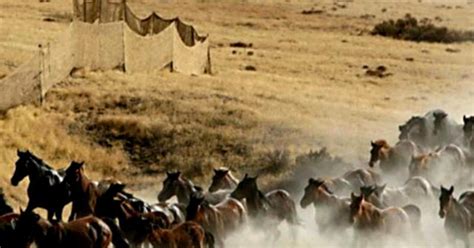 government board votes  kill  wild horses cbs news
