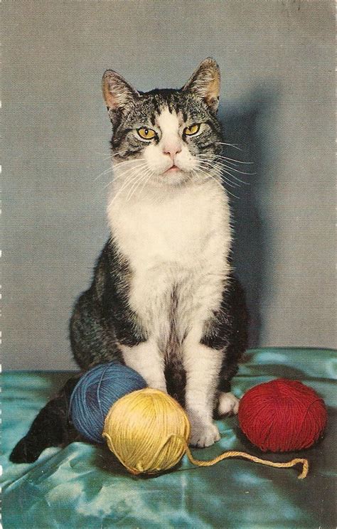 Cat Yarn Vintage Postcard By Sharonfostervintage On Etsy Cat Furry