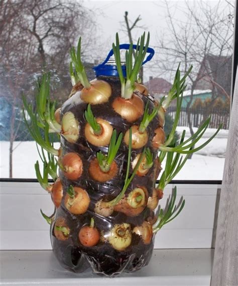 easily grow onions  pot acegardener gardening tips