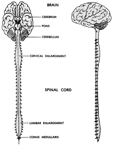 central nervous system coloring page sketch coloring page