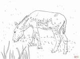 Donkey Coloring Pages Printable Feral Skip Main Drawing sketch template