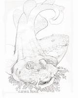 Shark Drawing Wobbegong Carpet Jewel Renee Illustration sketch template