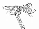 Dragonfly Print Coloring Popular sketch template