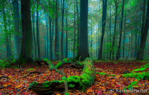 fond decran vert la nature des bois ecosysteme vegetation foret ancienne feuille arbre