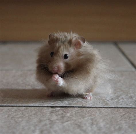 die verschiedenen hamsterarten  der haustierhaltung hamsters  pets hamster pets