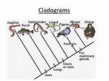 Cladogram Cladograms Phylogenetic Classification Examples Construct Evolutionary sketch template