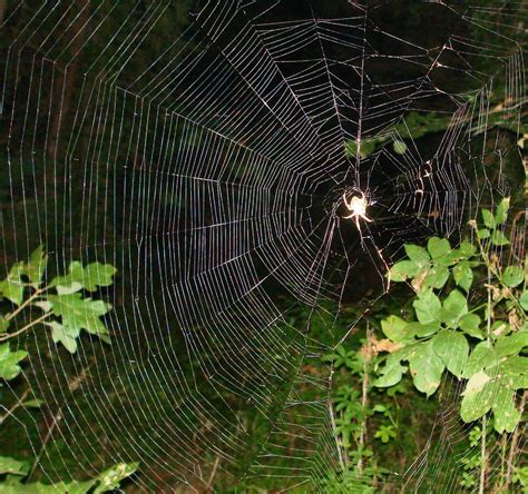 spider web  night crazysally flickr