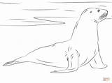 Leone Zelanda Disegno Swimming Otaries Supercoloring Animali Stampare Marini Coloriages sketch template