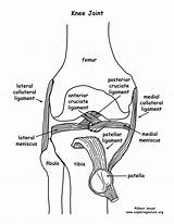 Joint Synovial Joints Knee Anatomy Anterior Ligament Meniscus Types Medial Older Students Include Other Cruciate Collateral Exploringnature sketch template