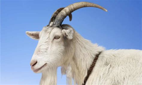 he killed the goat with a laser gun how mark zuckerberg predicted a