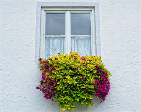 картинки окно фасад Рыжих цветы дизайн интерьера Флористика