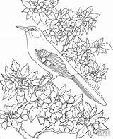 Coloring Flower Bird Mockingbird Arkansas Pages Drawing State Bluebonnet Adults Clipart Blossom Animals Texas Apple Birds Nature Printable Drawings Template sketch template