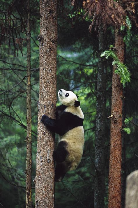 giant panda ailuropoda melanoleuca photograph  cyril ruoso fine art