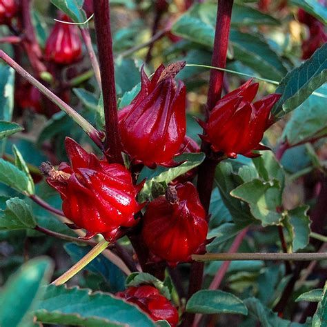 roselle aka jamaican sorrel  florida cranberry native nurseries
