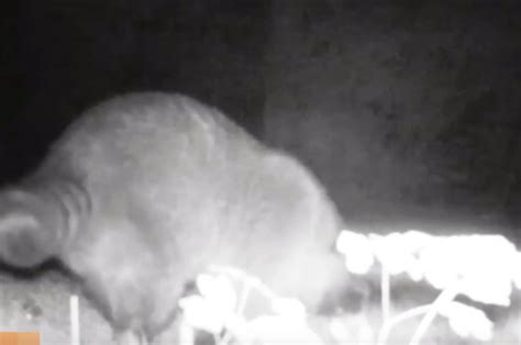 watch crazy footage of fat raccoon caught after stuffing
