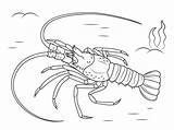 Lobster Coloring Pages Mediterranean Printable Drawing Lobsters Crustacean Color Animals Drawings Categories sketch template