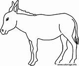 Colorir Ane Burro Coloriage Desenhos Burros Donkey Africanus Equus Asinus Imprimer Jumento Desenhar Desenhosparapintareimprimir Pasture Mule Fazenda sketch template
