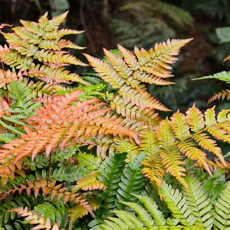 autumn fern  hardy  zones    colorful fern grows