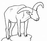 Goat Drawing Nubian Getdrawings Coloring Goats Line Dairy Popular Drawings Other sketch template
