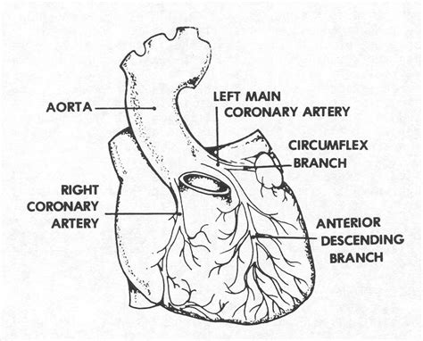 images  cardiovascular  lymphatic systems basic human anatomy