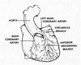 Coronary Arteries Heart Anatomy Figure Supply Blood Nerve Basic Cardiovascular Lymphatic Systems System Brooksidepress Next Nursing Care sketch template