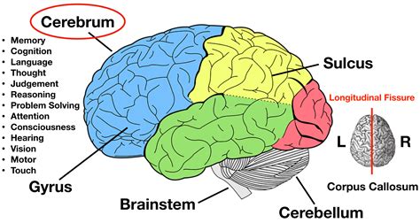 lobes   brain cerebral cortex anatomy function labeled diagram ezmed