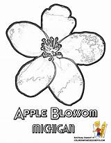 Coloring Apple Blossom Pages Flower State Michigan Drawing Drawings Maine Kids Printable Sheets Getdrawings Peach Usa Printables States Clipart Sheet sketch template
