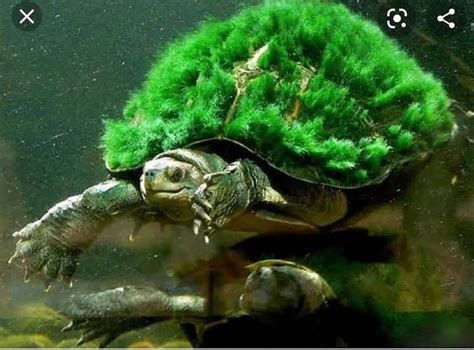 Green Haired Mary River Tortoise Mary River Turtle Wow Facts